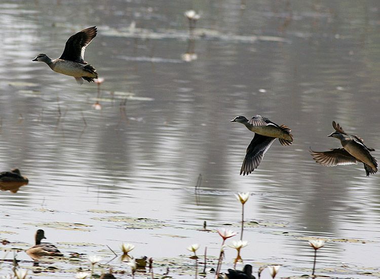 best-birds-watching-in-goa