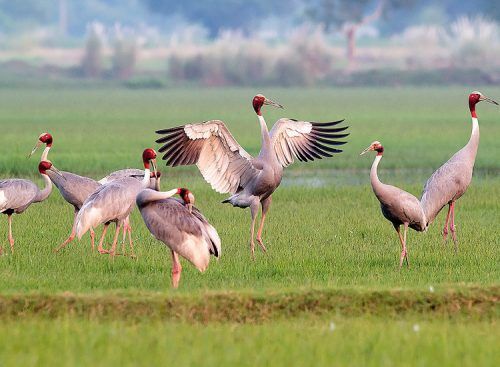 Goa Bird Festival 2018 | Bird Festivals of Goa | Goa Bird Festivals