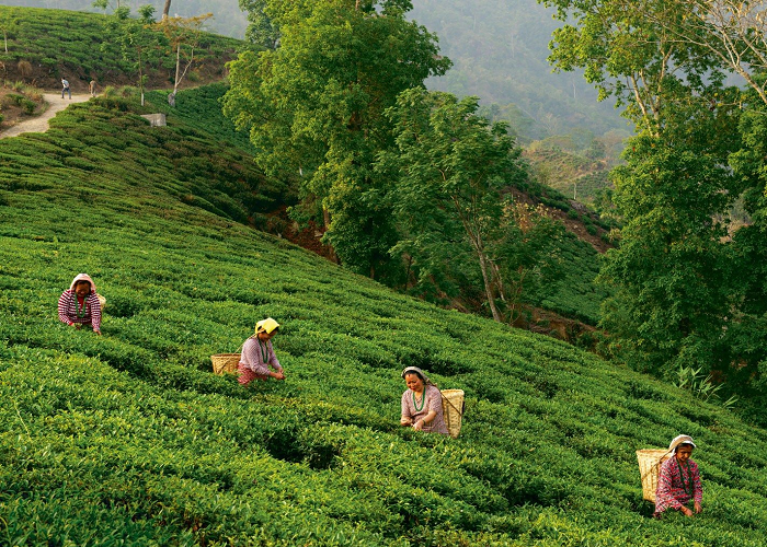 tea garden darjeeling