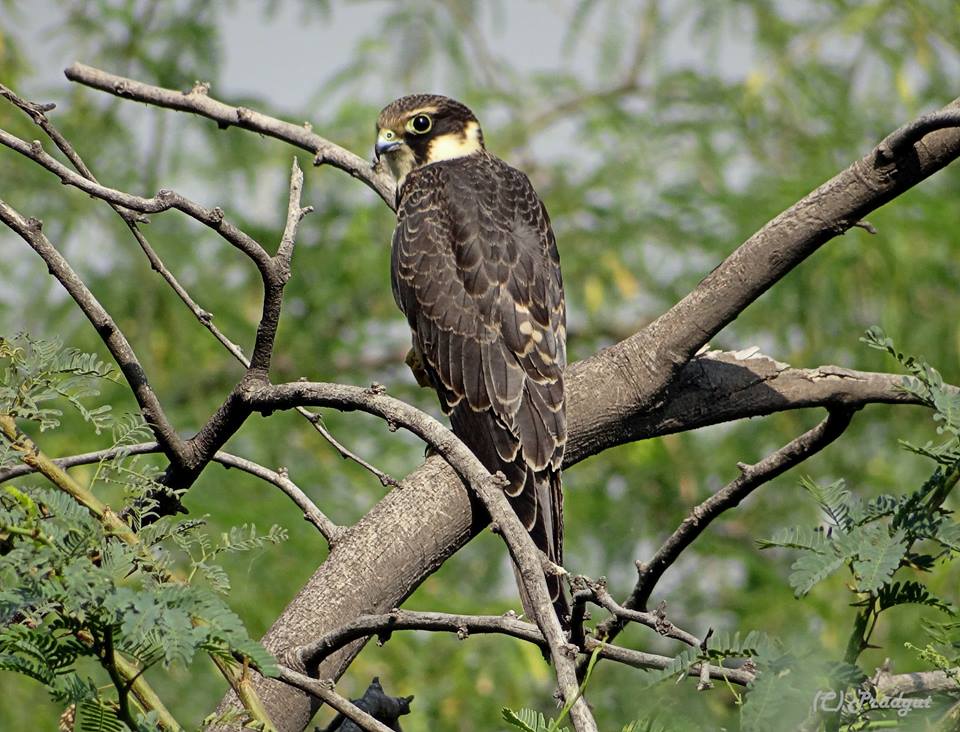 Najafgarh Drain Bird Sanctuary, Delhi