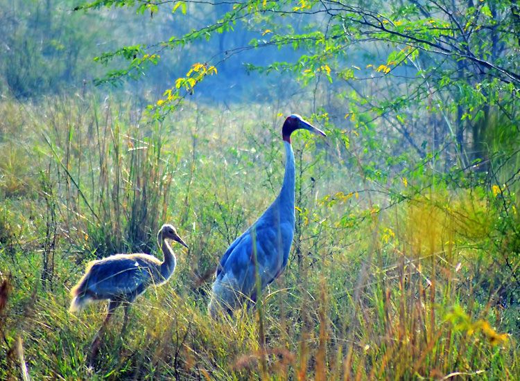 Dr. Salim Ali Bird Sanctuary, Goa: How To Reach, Best Time & Tips