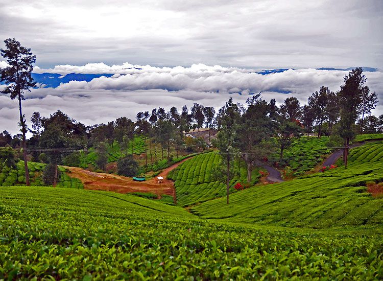 Coonoor Hill Station in Summer