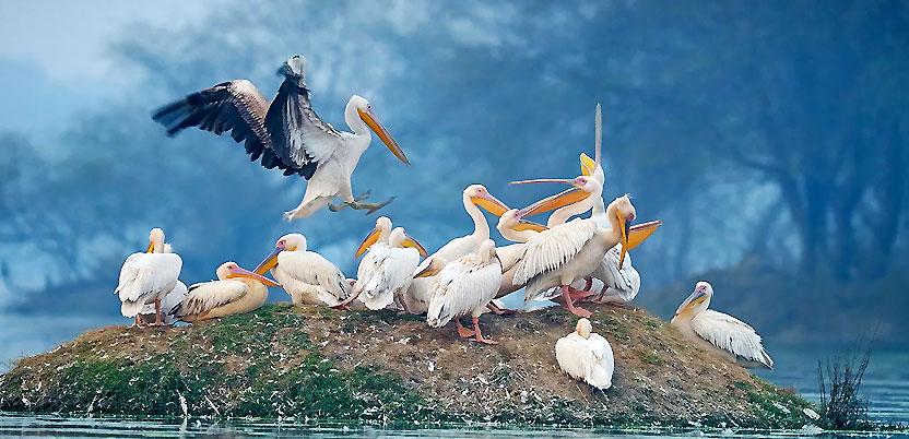 Sarus Crane, Bharatpur Bird Sanctuary