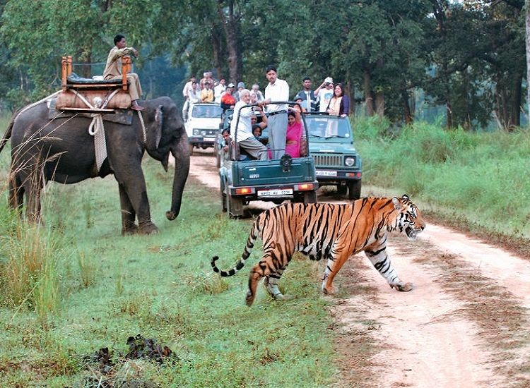 World's first white tiger sanctuary opens in India in bid to