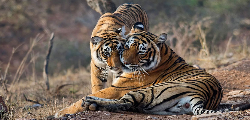 Ranthambore - Top National Parks in India