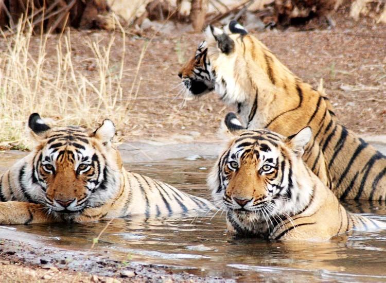 Bengal – The Emerging Name in The Tourism Sector