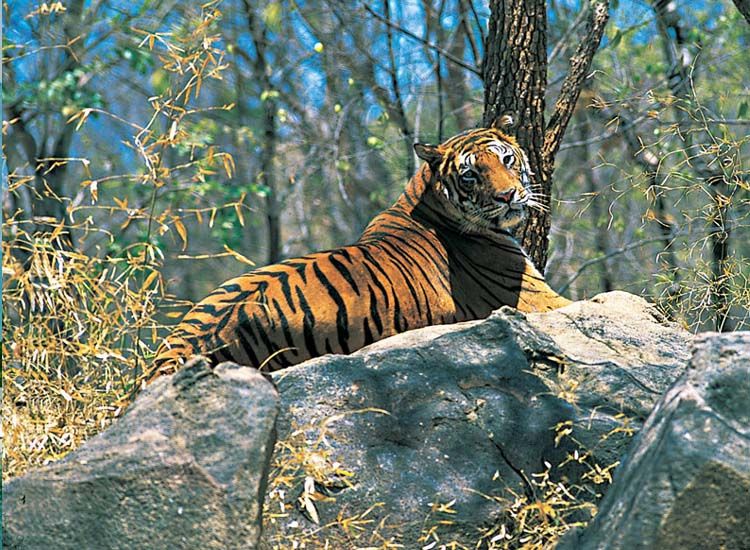 Famous National Parks and Wildlife Sanctuaries in Himachal Pradesh that You Should Visit