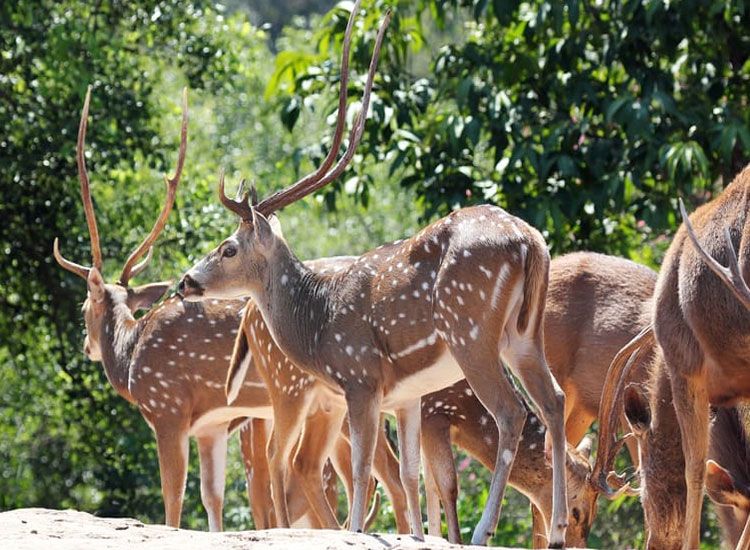 Famous National Parks and Wildlife Sanctuaries in Himachal Pradesh that You Should Visit