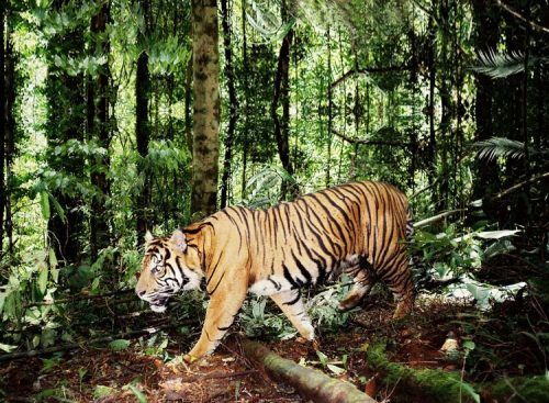 Wildlife In Himachal Pradesh- Best National Parks & Wildlife Sanctuaries