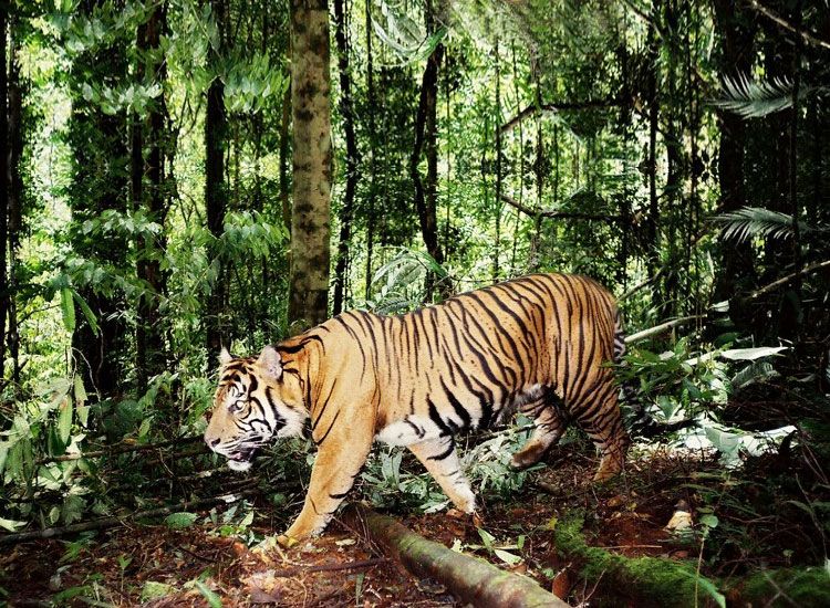 National Parks and Wildlife Sanctuaries in Himachal Pradesh