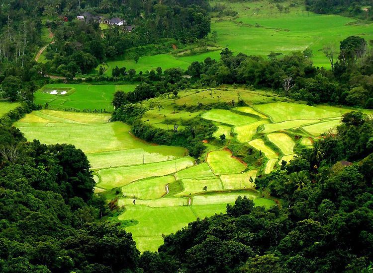 Honeymoon Places in India - Coorg