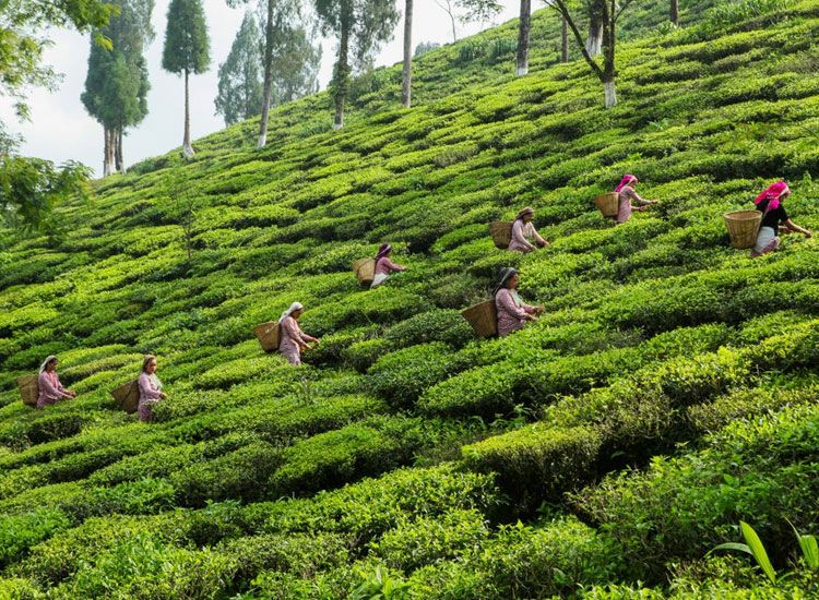 tea gardens in Darjeeling