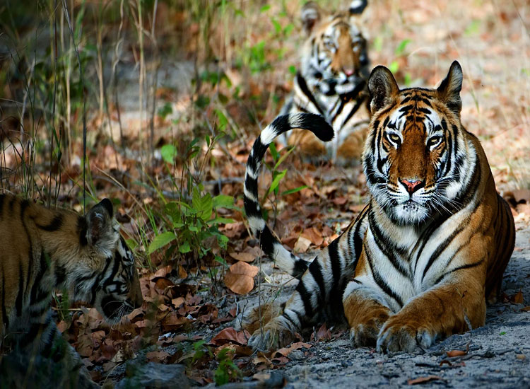 Spot the Tigers at the National Parks