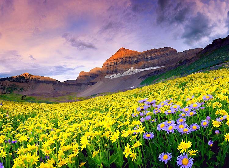 Explore the Scenic Valley of Flowers, Uttarakhand
