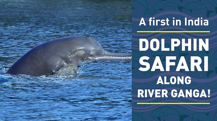 A First in India Dolphin Safari along River Ganga
