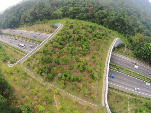 Wildlife Crossings: India to Get ‘Animal Bridges’ on Delhi-Mumbai Highway