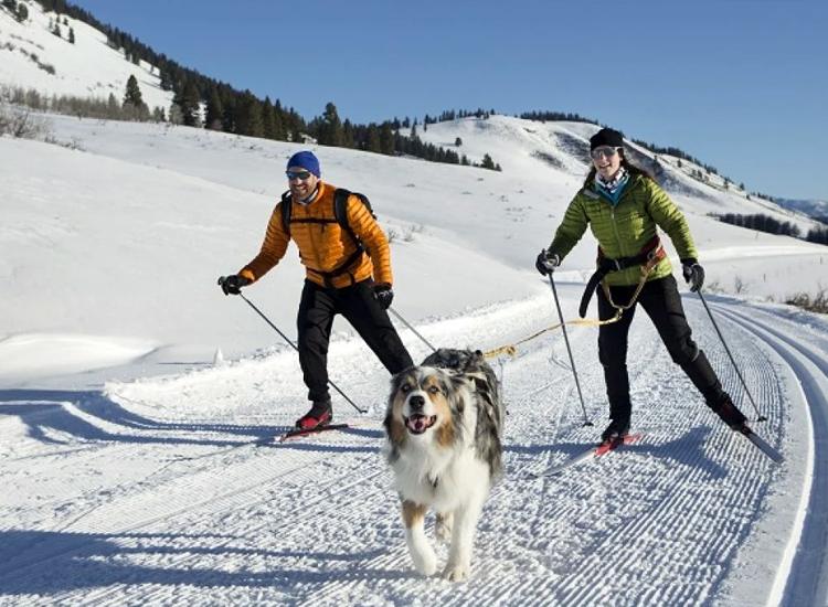 Enjoy the thrilling Skijoring