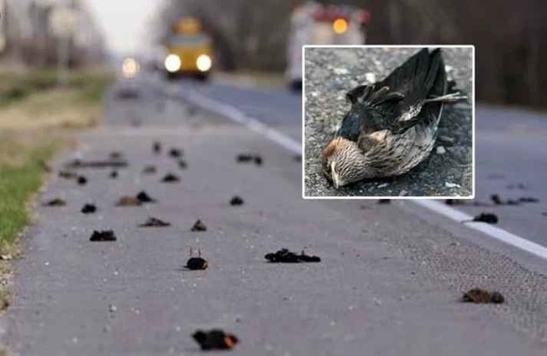 Jatinga Bird Suicide, Assam