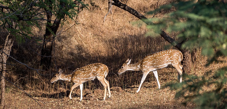 Barda Hills Wildlife Sanctuary Gujarat