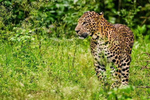 14 Wildlife Sanctuaries in Gujarat You Should Visit to Answer The Call ...