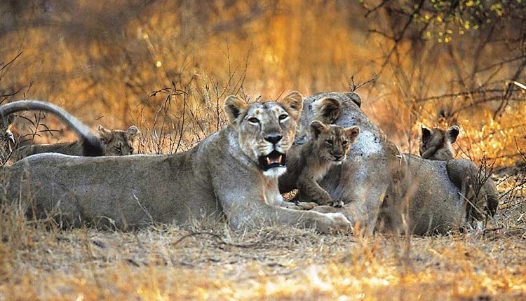 14 Wildlife Sanctuaries in Gujarat You Should Visit to Answer The Call of  The Wild
