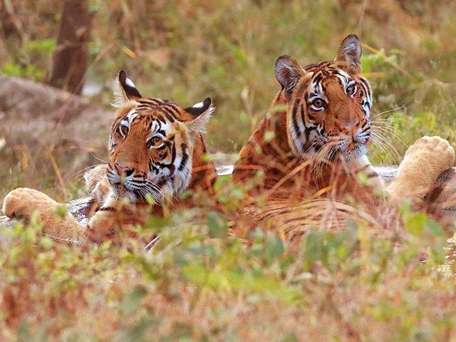 aralam-wildlife-sanctuary