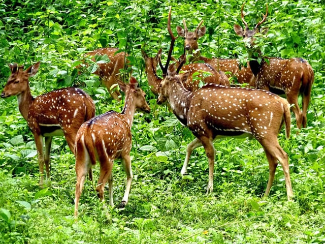 chinnar-wildlife-sanctuary