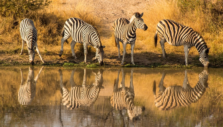 Kruger, South Africa