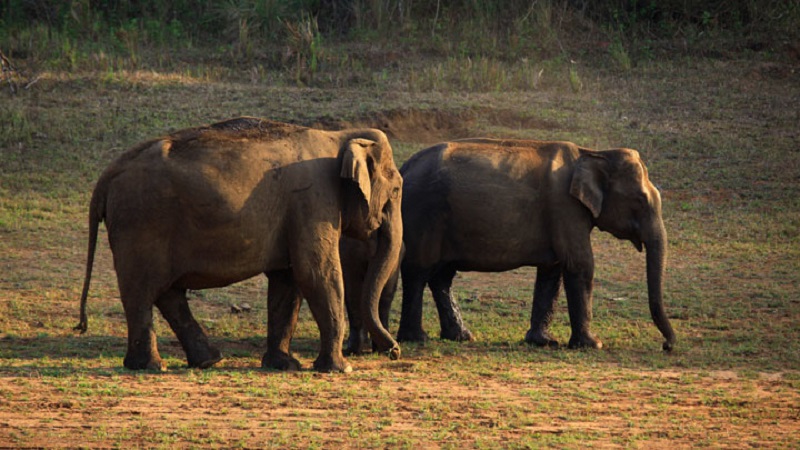 Rajamala Wildlife Sanctuary