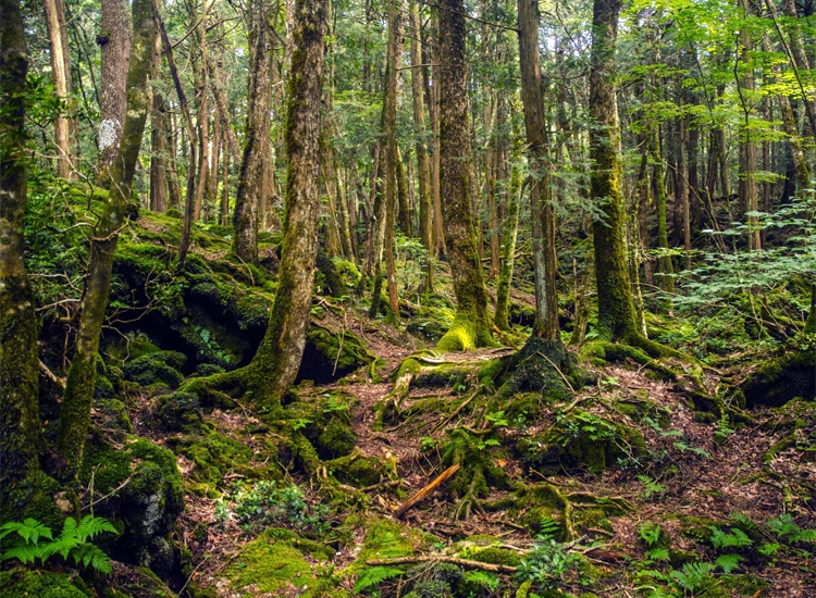 Suicide Forest Aokigahara in Japan