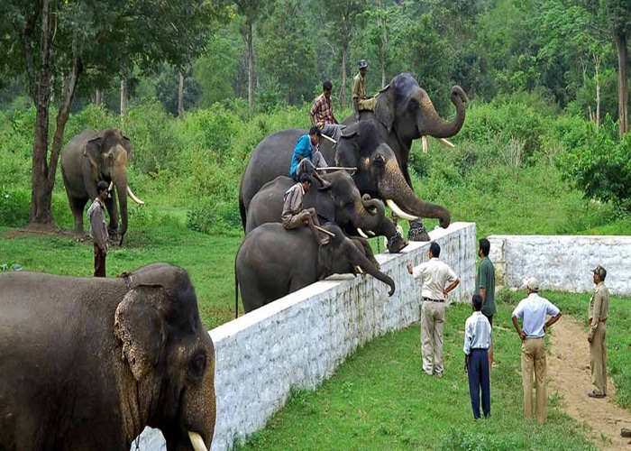 Dubare-Elephant-Camp-coorg-places-to-visit-near-chennai-in-may