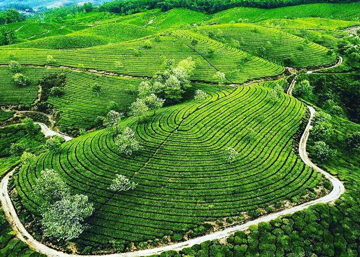 munnar-in-may