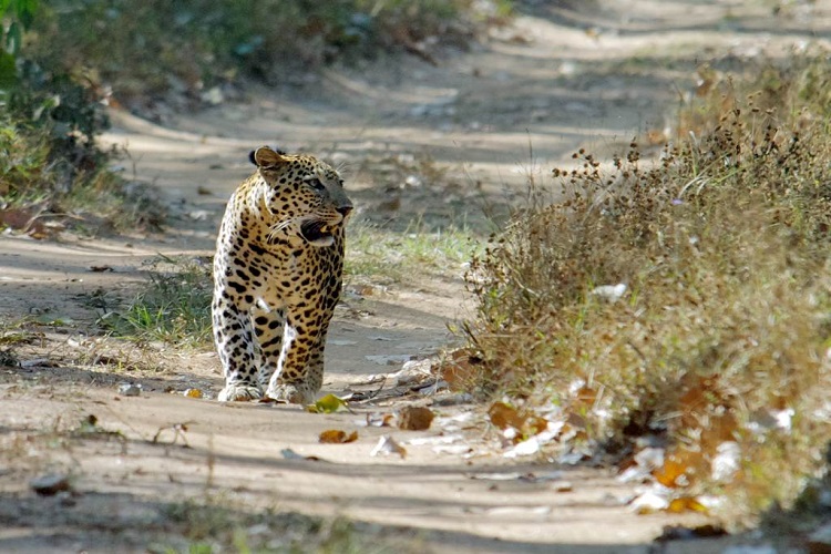 Jambughoda Wildlife Sanctuary