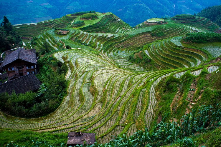Longji Rice Terrace, China