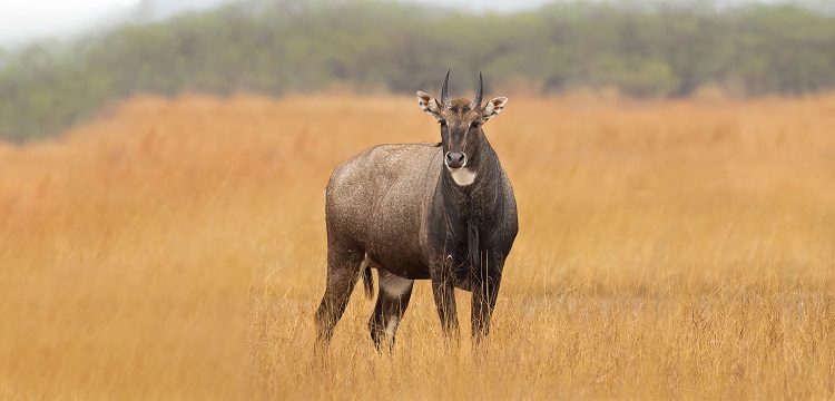 Jambughoda-Wildlife-Sanctuary