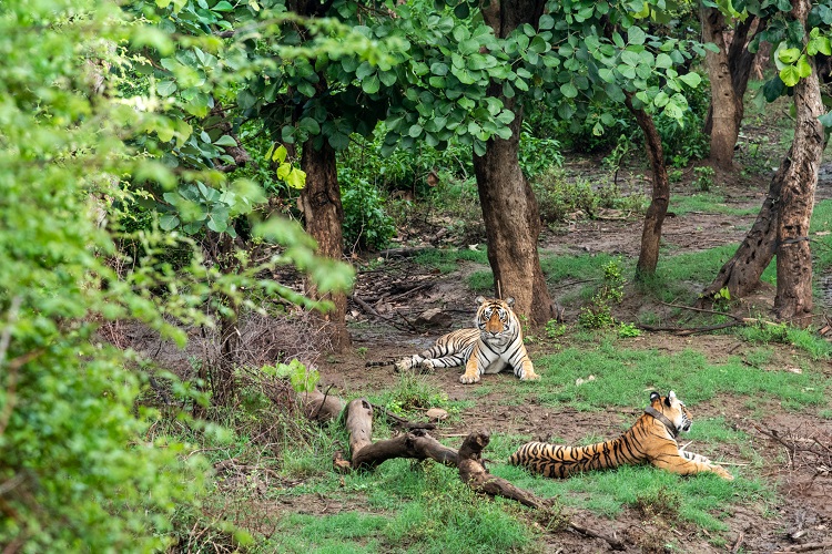 Sariska-Tiger-Reserve