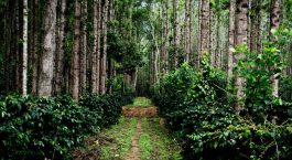 Visit the scenic Coffee Estate in Chikmagalur