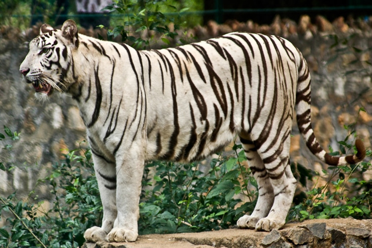 places-to-visit-near-chennai-within-300-Arignar-Anna-Zoological-Park