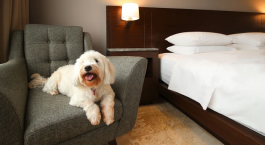 pet friendly hotels in goa