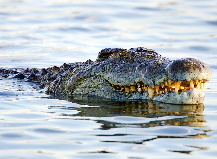 La Vanille Crocodile Park Mauritius
