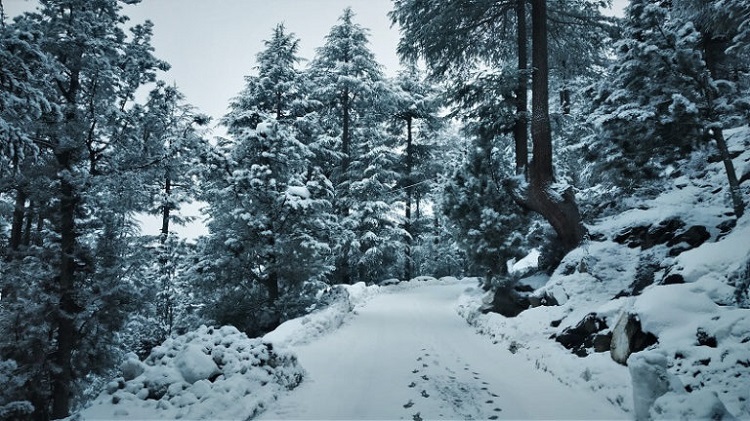 Snow Kalpa