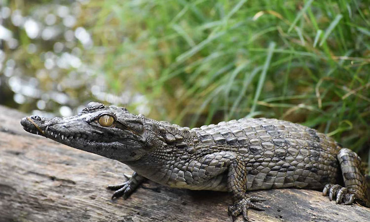 La-Vanille-Crocodile-Park