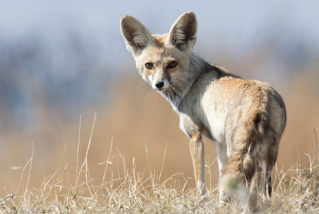 An Indian Fox spotted in the Desert National park near Jaisalmer