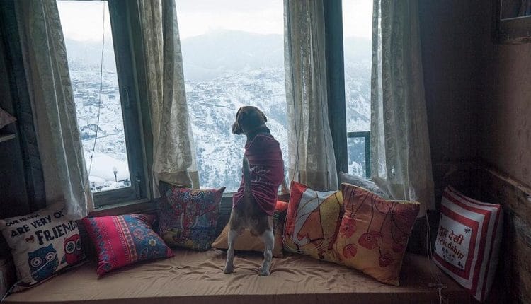 Pet-Friendly Hotels in Shimla