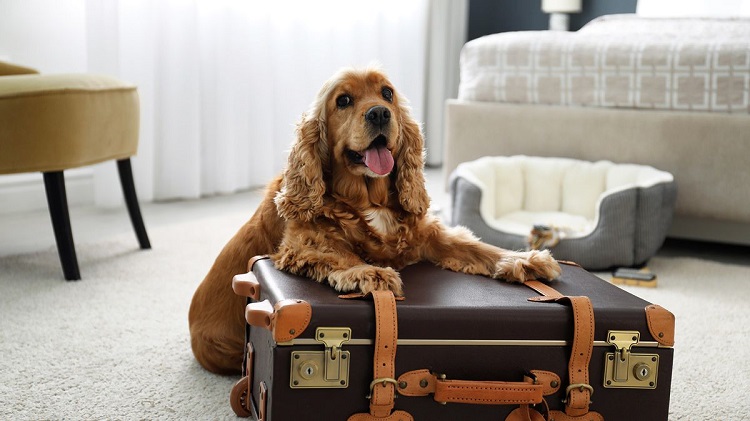  Pet Friendly Hotels In Mumbai For Your Next Pawcation