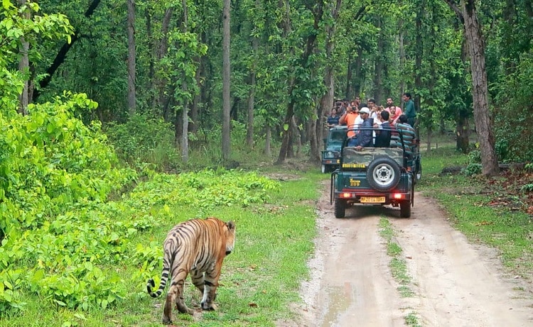 bandipur-tiger reserve