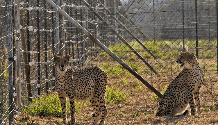 Cheetahs Return To India