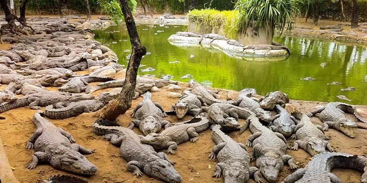 Crocodile-Park