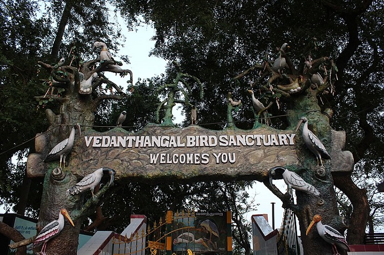 Vedanthangal bird Sanctuary