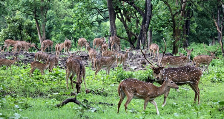 Famous National Parks and Wildlife Sanctuaries in Tamil Nadu